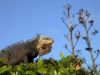 Iguane Petite-Terre